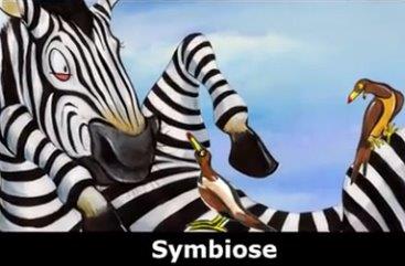 Symbiose