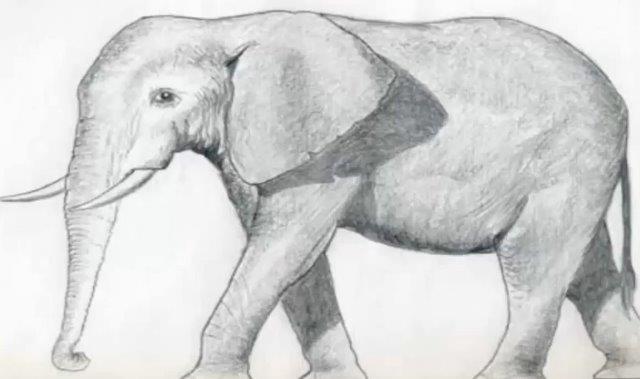 Gli sciacalli e l'elefante